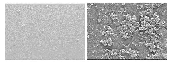 Biofilm1